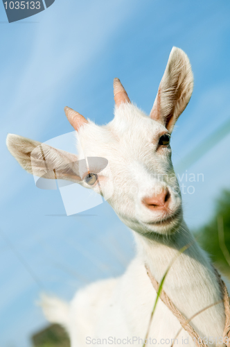 Image of white little goat with horn