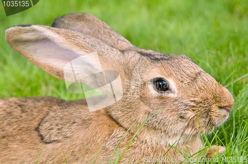 Image of brown rabbit bunny on grass