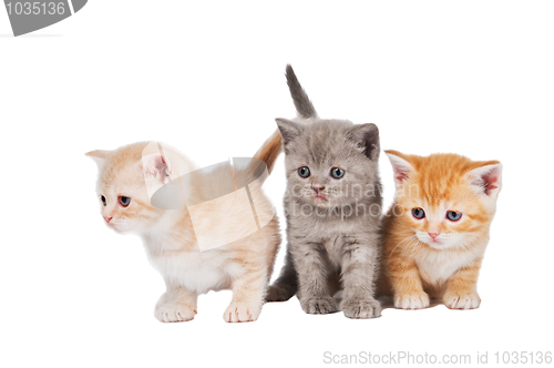 Image of little british shorthair kittens cat