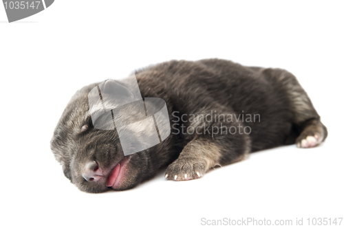 Image of shepherd dog puppy