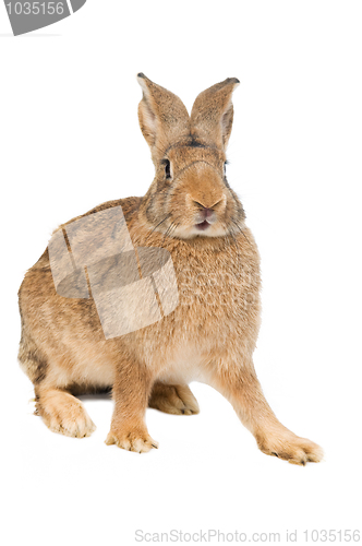 Image of brown rabbit isolated