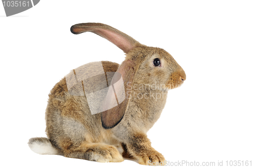 Image of brown rabbit bunny isolated