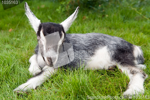 Image of black white young goat on green grass