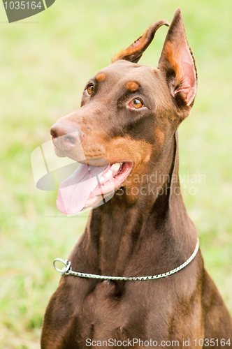 Image of happy brown doberman