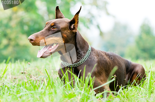 Image of lying brown doberman pinscher