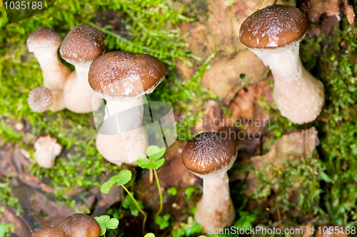 Image of agaric honey mushrooms in forest