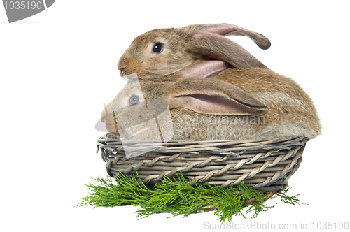 Image of two rabbits in a basket and vegetables