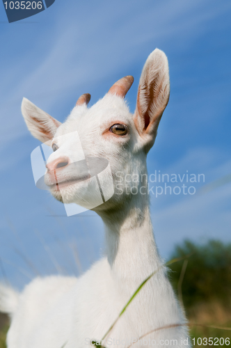 Image of Young goat with little horns