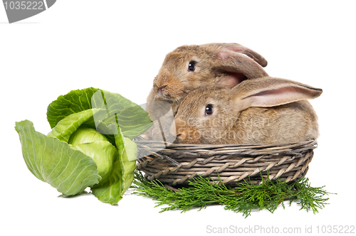 Image of two rabbits in a basket