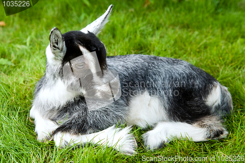 Image of black white goatling on green grass