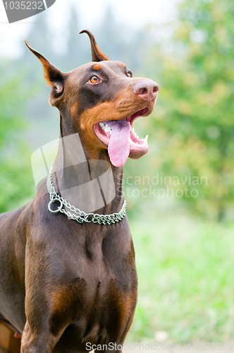 Image of sitting brown doberman pinscher