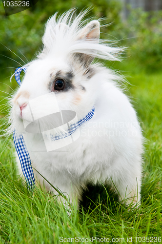 Image of white rabbit on green grass