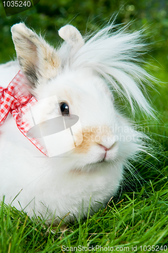 Image of white rabbit on green grass