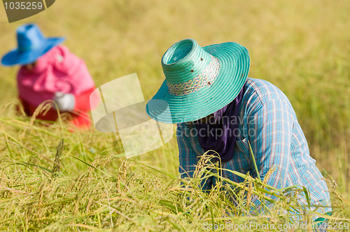 Image of Farmers harvesting rice