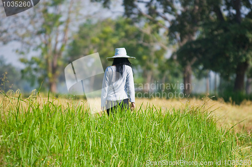 Image of Asian farmer walking among the rice fields