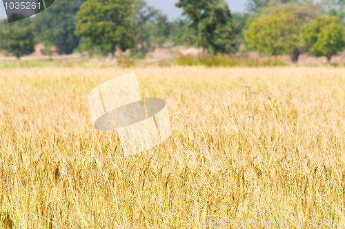 Image of Mature rice field ready for harvesting