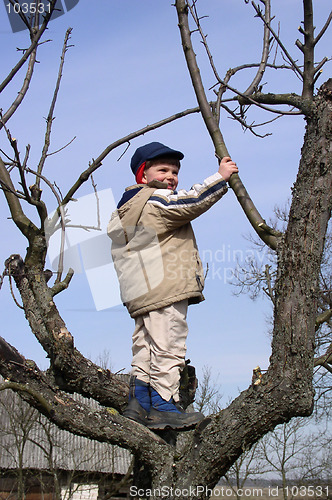 Image of Child in a Tree