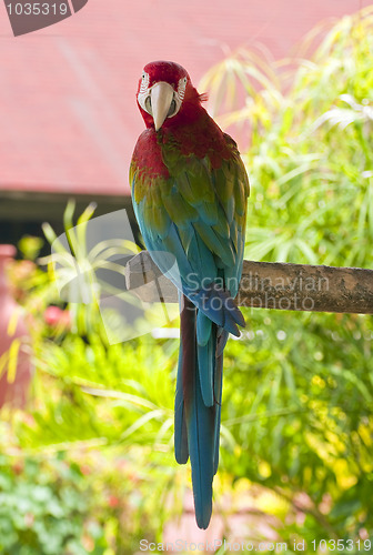 Image of Colorful parrot.