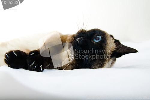 Image of Siamese cat