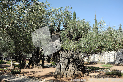 Image of Ancient Olive Trees in the Garden of Gethsemane