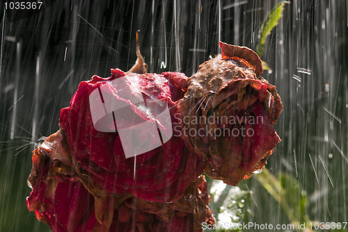 Image of Old roses in the rain