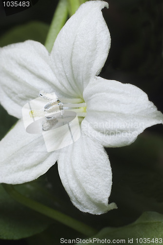 Image of Flower