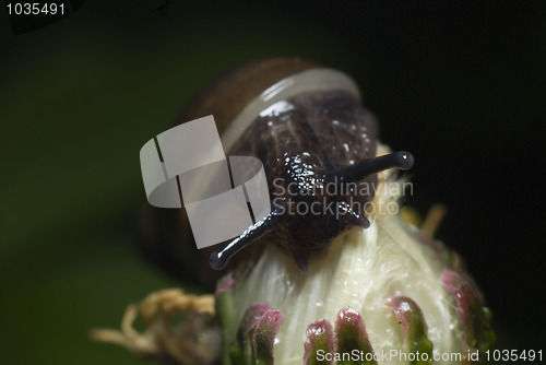 Image of Snail