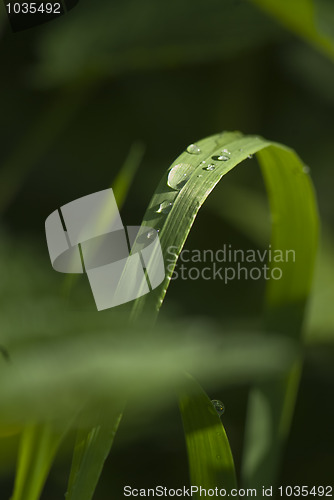 Image of Grass