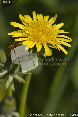 Image of Dandelion