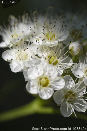 Image of Flowers