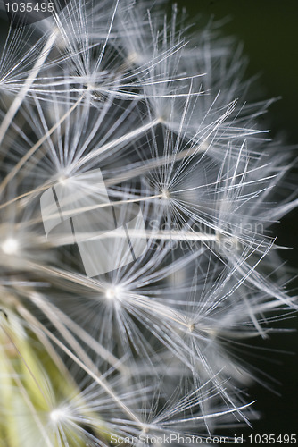 Image of Dandelion