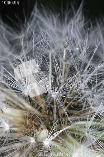 Image of Dandelion