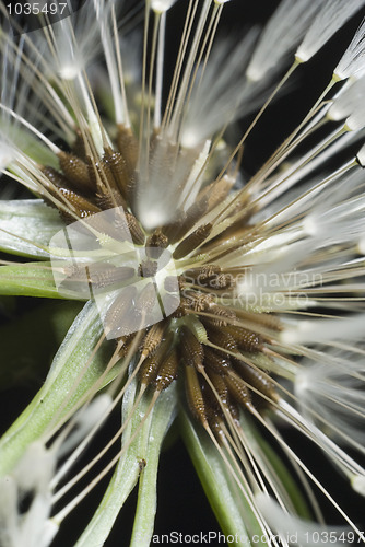 Image of Dandelion