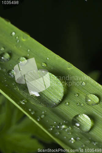 Image of Grass