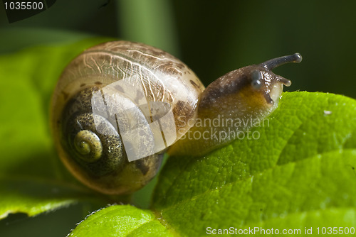 Image of Snail