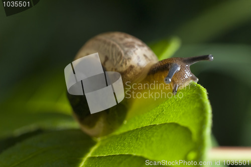 Image of Snail