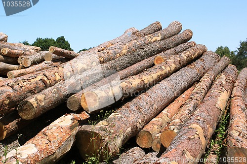 Image of tree trunks
