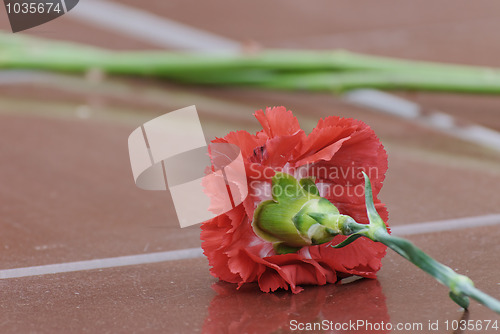 Image of Carnation