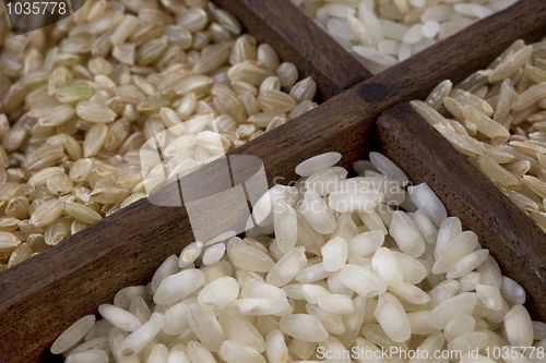 Image of four rice grains abstract with focus on arborio