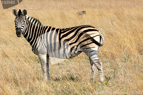 Image of Zebra in Africa