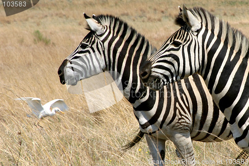 Image of Wild Zebras