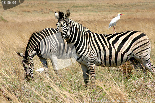 Image of Bird on a Zebra