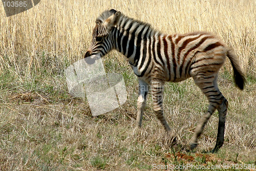 Image of Baby Zebra