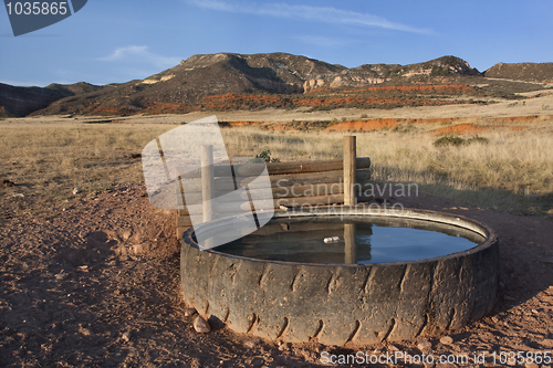Image of cattle watering hole in Colorado mountains
