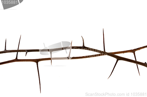 Image of two thorny tree twigs