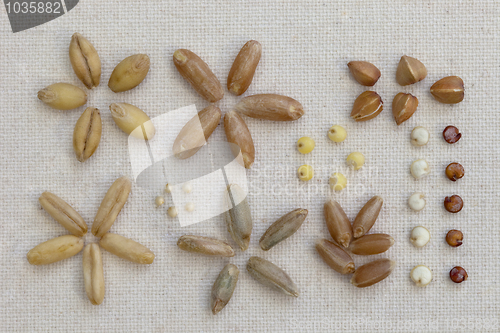 Image of variety of cereal grain on canvas