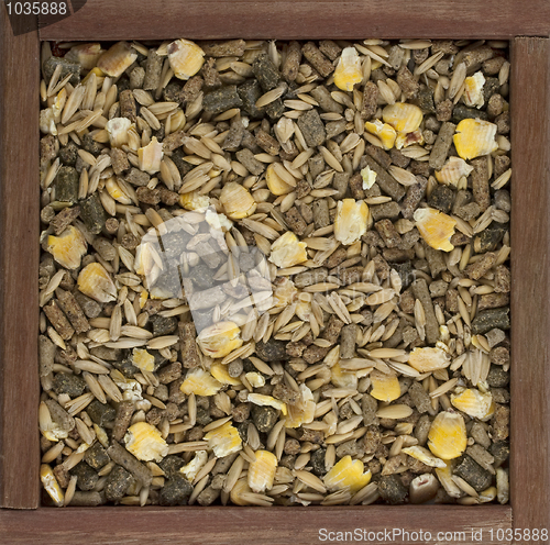 Image of horse feed with corn, barley, oats grain and suplement 