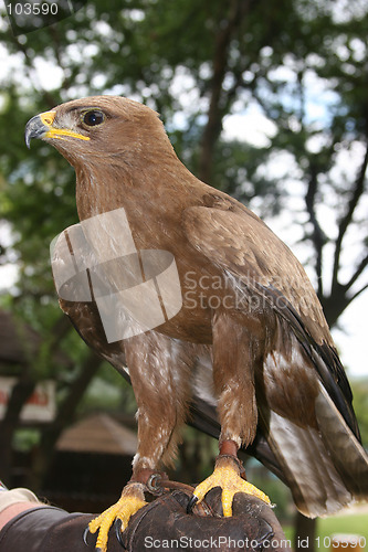 Image of Brown Eagle