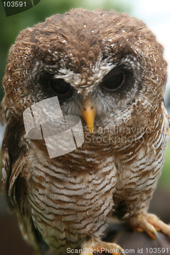 Image of Brown Owl