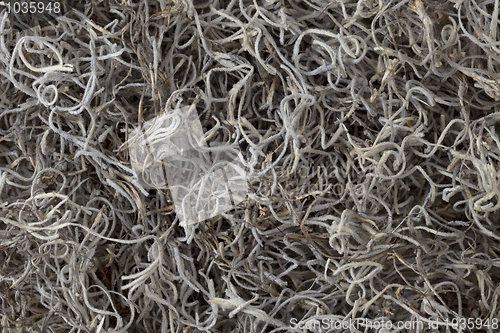 Image of Spanish moss background